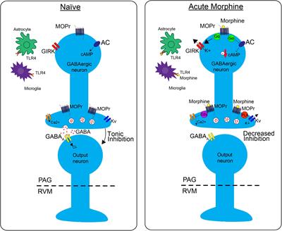 The Contribution of the Descending Pain Modulatory Pathway in Opioid Tolerance